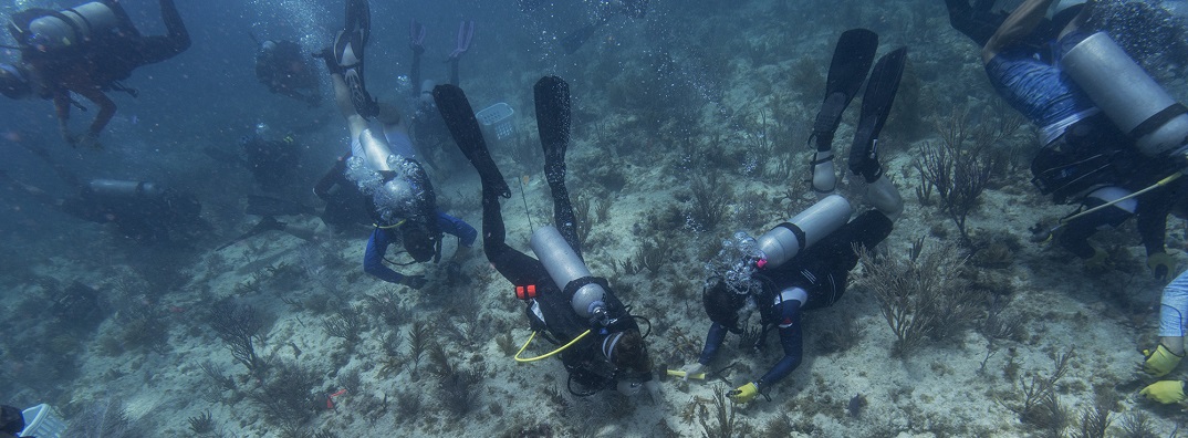 NOAACoral's tweet photo. .@Forceblueteam joined forces with us and our partners to start #100YardsOfHope, a project that planted 2,000 coral fragments in a football field-sized area of Floridaโs Biscayne Bay. https://t.co/tOSQZtOMbx https://t.co/KT2hwKhWhH