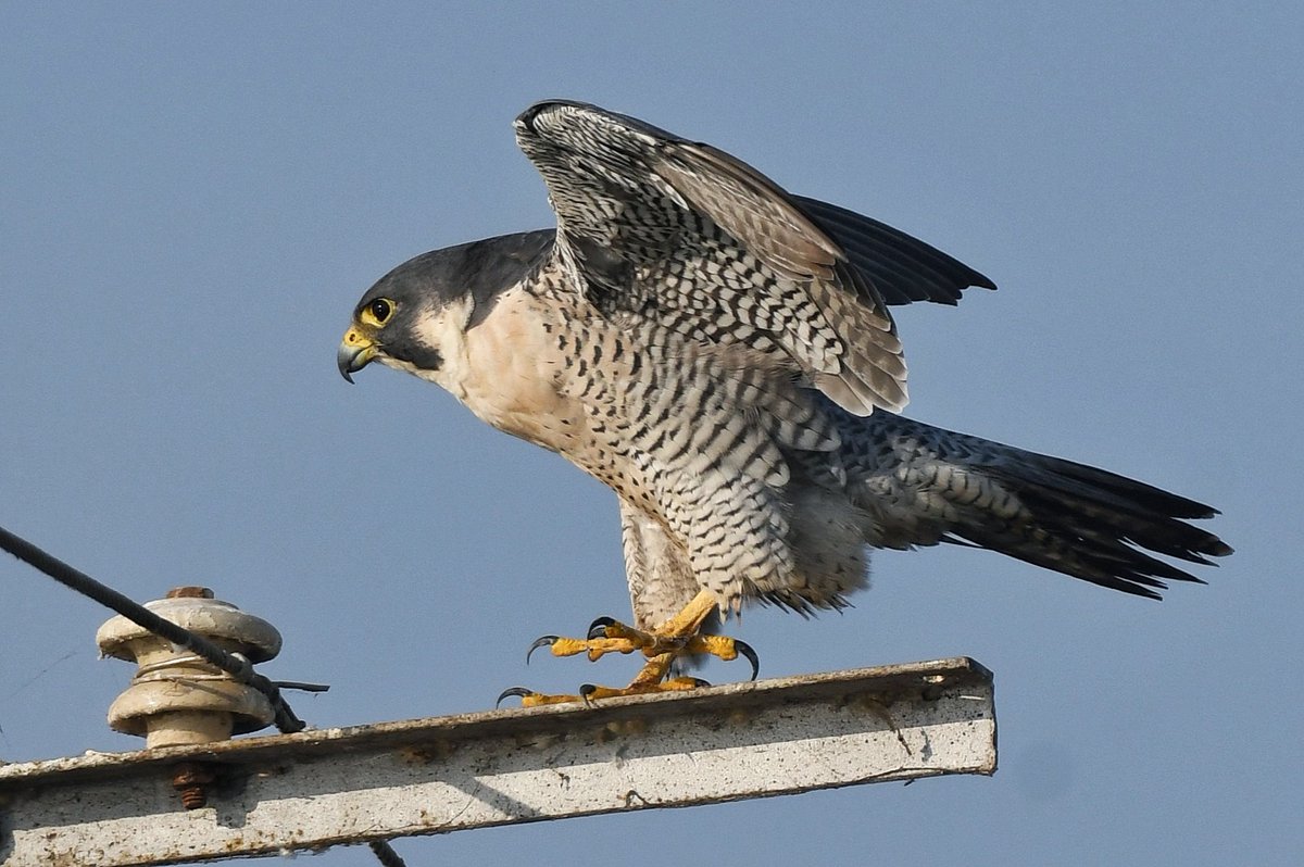 Worlds fastest flying bird 
Peregrine Falcon 
#BirdsWithTalons
#IndiAves #ThePhotoHour #BBCWildlifePOTD #wildhues #birdwatching #BirdsSeenIn2021 
@IndiAves @Avibase @goldsant @WorldofWilds @OrnithophileI