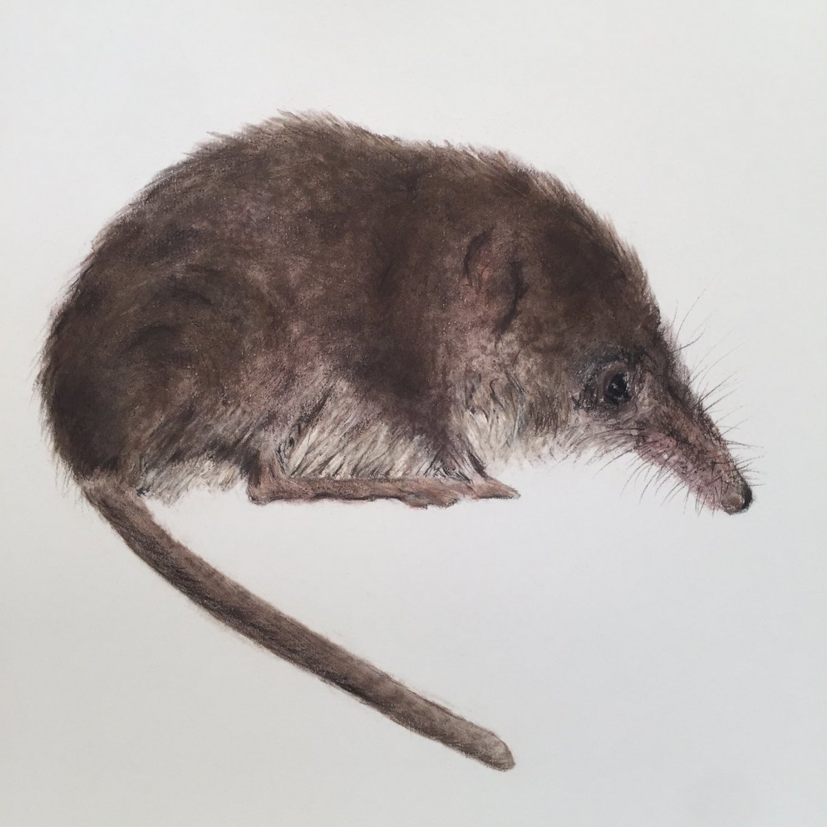 One of the shrews that regularly drops by my studio. #britishwildlife #smallmammals