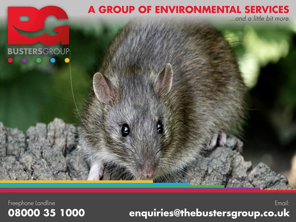 Petition Launched Calling For Action On Rat Infestations

98fm.com/news/petition-…

For #Infestation issues contact our freephone no: 08000 35 1000

#pestcontrol #rats #pests #environment #birmingham #brum #WestMidlands #WorcestershireHour