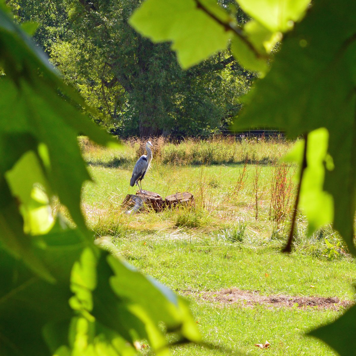 magdalenoxford's tweet photo. #GrumpyHeron's diet is less fishy and more...ahem...furry at the moment. Here he is in one of his favourite hunting spots in the Water Meadow 
#RedInToothAndClaw https://t.co/DNvfKJetfM