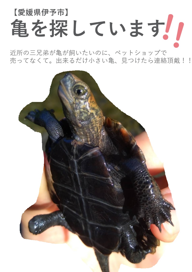 子どもおさがり専門店 Metome みとうみ 店主 V Twitter 探しています 幼亀 大きな水筒 7月31日に近所の川で捕まえた亀をキャッチ リリースした投稿を見て 2年以上 飼いたくて探しとんよ 言われて 6月末に弊店で水筒を購入されたお客様 伊予市 八幡浜間