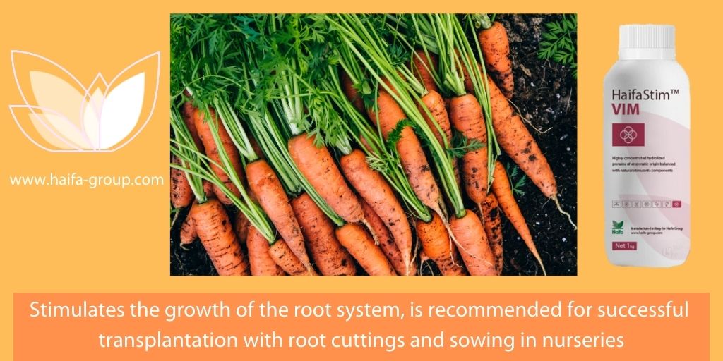 Haifa_SEE's tweet photo. HaifaStim™ VIM stimulates the growth of the root system, is recommended for successful transplantation with root cuttings and sowing in nurseries #HaifaStim #VIM #HaifaSEE
For more information visit our website: https://t.co/7JD0Cdh9Va https://t.co/GeuC3g9E8T