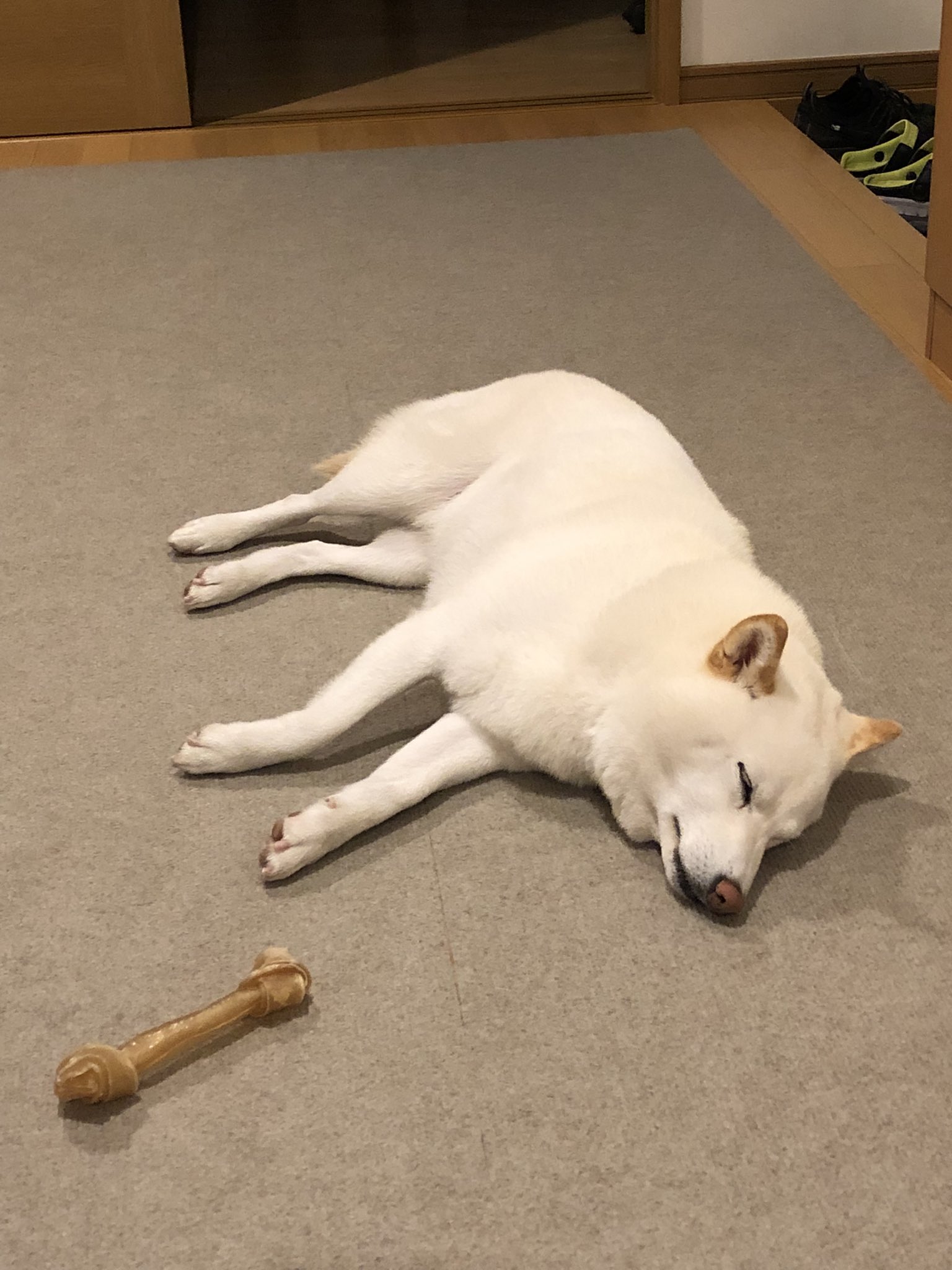 チョビ ガム噛むの疲れた犬 T Co 3prc70ujhf Twitter