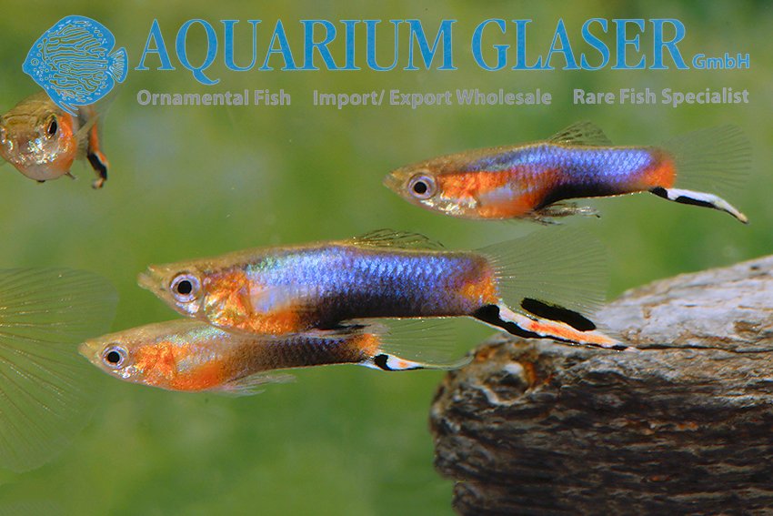 aquariumglaser's tweet photo. #Poecilia #wingei #BlueStar
find more details and pics @ https://t.co/kgExUnuDLM https://t.co/cpBA0WO46a