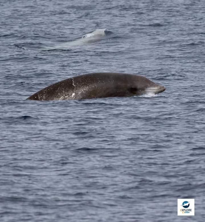 Explore_Ocean's tweet image. Nous avons observé 4 baleines hier au large de la cote basque !!

Infos et réservations :
www exploreocean.fr