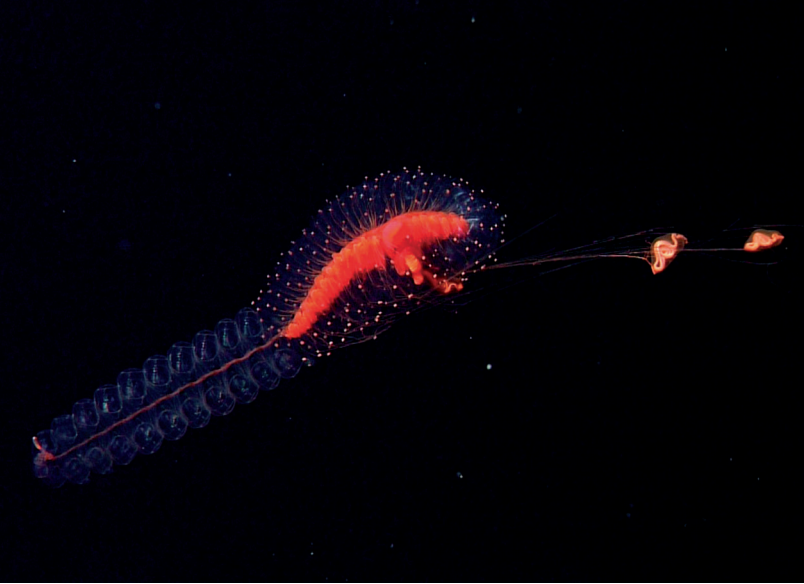 iobjournal@sicb.org (@iobjournal) on Twitter photo Just in:
"The #Evolutionary History of Siphonophore #Tentilla: Novelties, Convergence, and Integration"
by A Damian-Serrano, S H D Haddock, C W Dunn (<a href="/caseywdunn/">Casey Dunn</a>)
"Tentilla present an extensive #morphological & functional diversity across #species."
doi.org/10.1093/iob/ob… Just in:
"The #Evolutionary History of Siphonophore #Tentilla: Novelties, Convergence, and Integration"
by A Damian-Serrano, S H D Haddock, C W Dunn (<a href="/caseywdunn/">Casey Dunn</a>)
"Tentilla present an extensive #morphological & functional diversity across #species."
doi.org/10.1093/iob/ob…