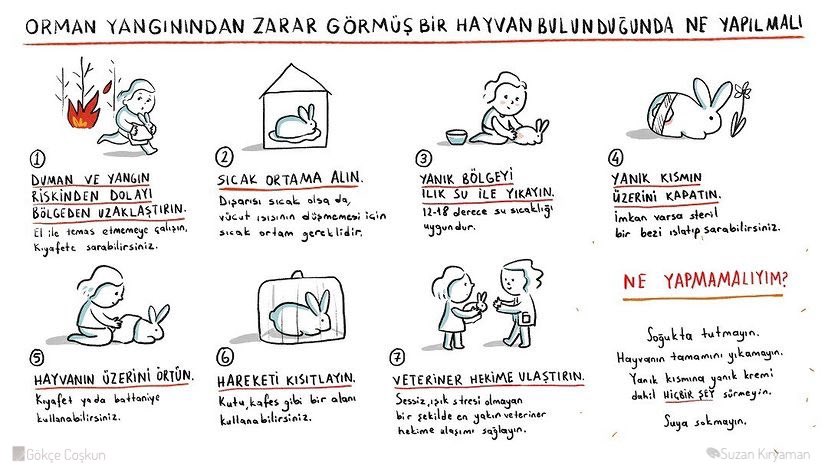 Yangından etkilenmiş hayvanlara ilk yardım;
(Görselleştiren: Suzan Kıryaman)