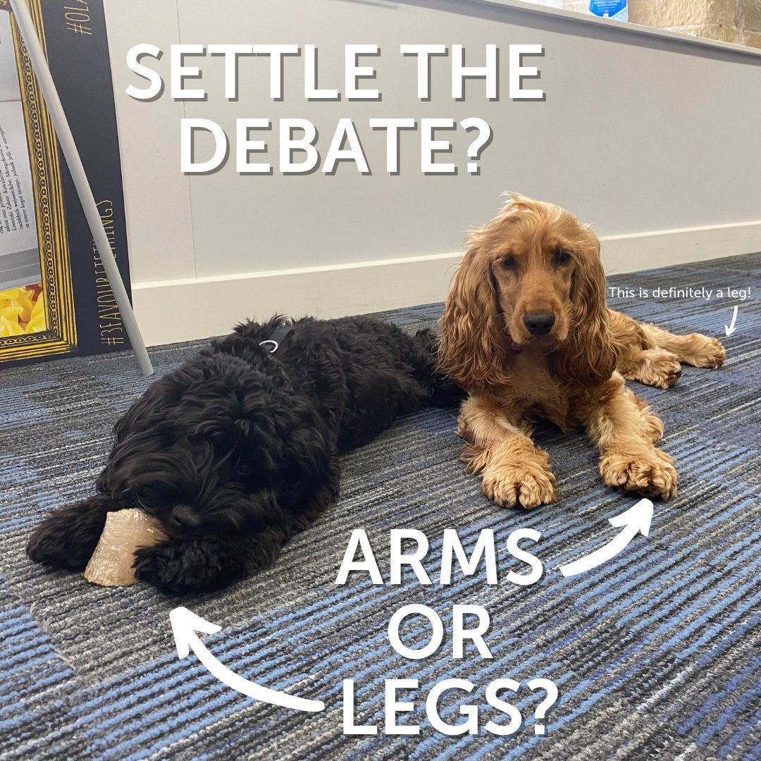 Do Dogs Have 4 Legs Or 2 Arms