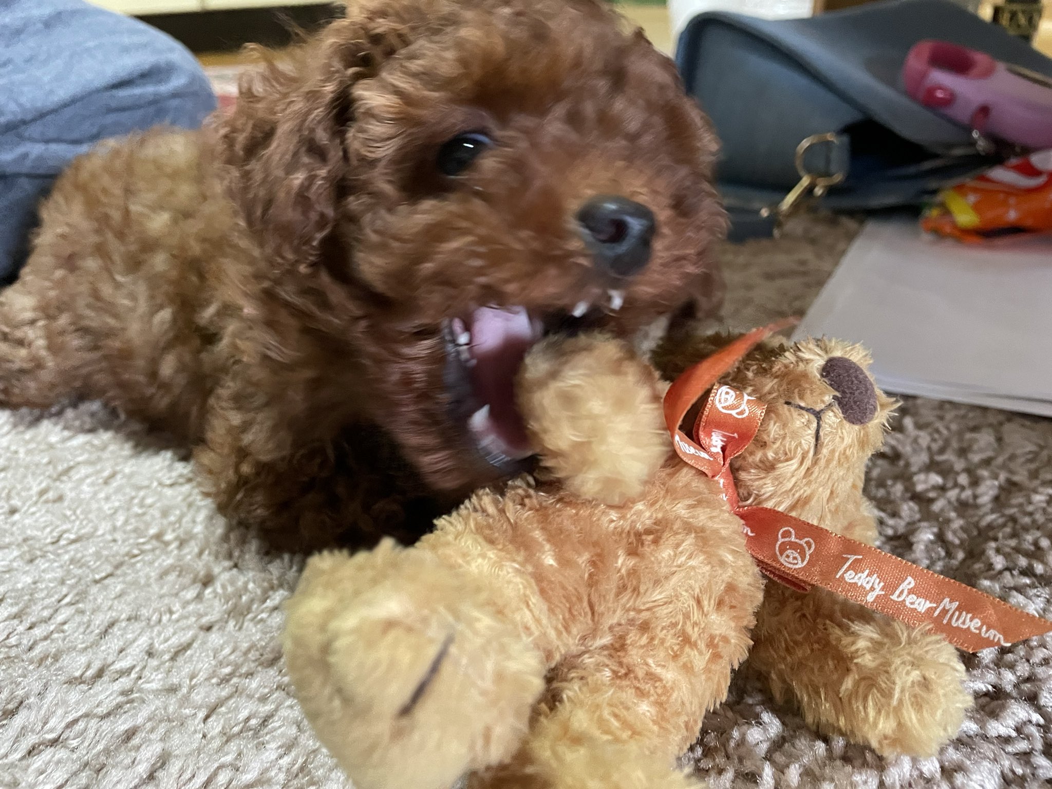 める がうぅっ 凶暴化 トイプードル トイプー 犬 子犬 わんこ 犬のいる生活 愛犬 犬好きと繋がりたい といぷーどる Dog T Co Xgk40i1i8x Twitter
