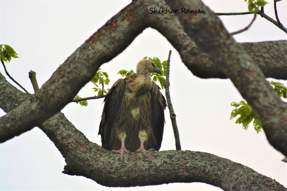 #BirdsWithTalons by @IndiAves #IndiAves #Luv4Wilds #nature #birding #birdphotography #birds #WildIndia #NaturePhotography @Avibase #TwitterNatureCommunity #crestedserpenteagle #crestedhawkeagle #vultures #birdsoftwitter #Kaziranga #Pilibhit #Tadoba