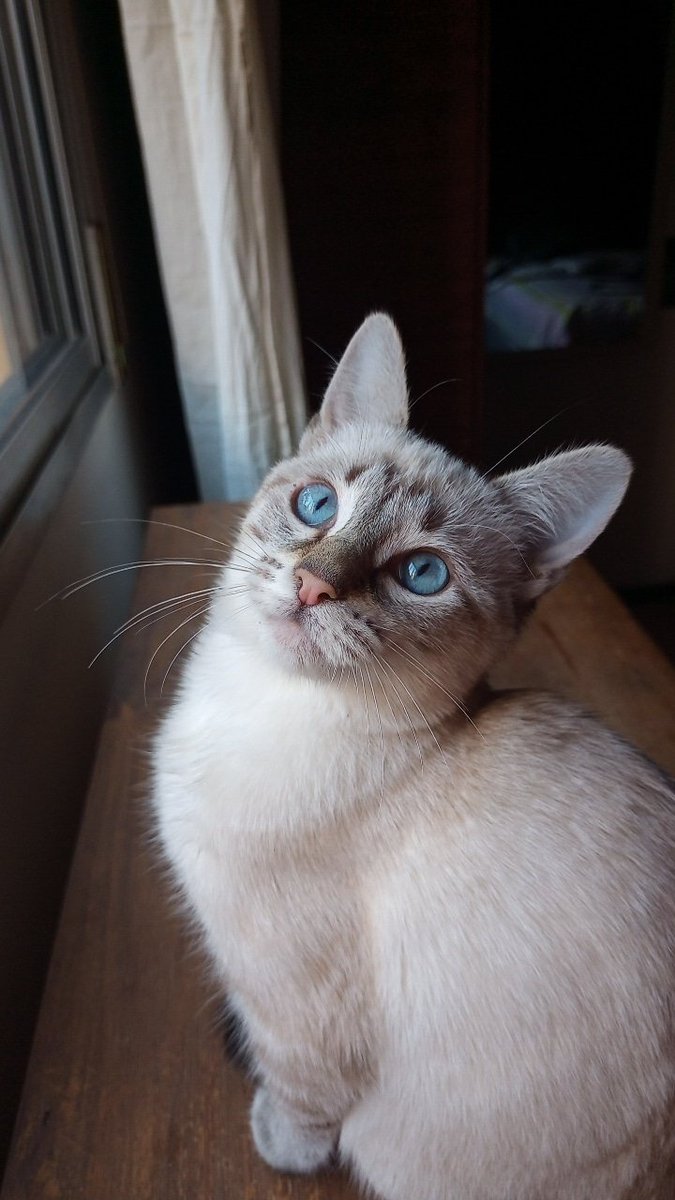 valeecorral's tweet photo. Vengo a presumir lo hermosa q es mi bb, rubí 💎❤ https://t.co/fTXyJePubL
