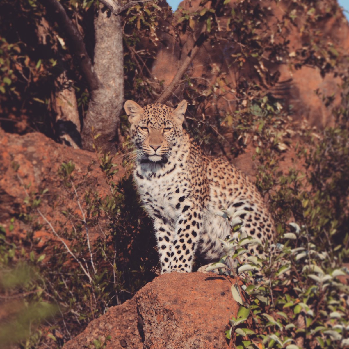 First tweet: so it has to be a leopard, specifically the Phantom Female 🐆 from <a href="/PilanesbergNP/">Pilanesberg</a> 🇿🇦, my PhD is based on Leopard Ecology with <a href="/TrentUni/">Nottingham Trent University</a> investigating if tourist photos can be used to estimate population density 📸🐆