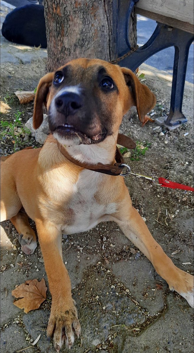 yalvaririm ya yalvaririm comar diye KIMSE istemiyor adam 2 gundur birakin yemek vermeyi SU BILE VERMEMIS bu hayvanlara cok acil bu geceden itibaren gecici yuva ariyorum cok caresizim