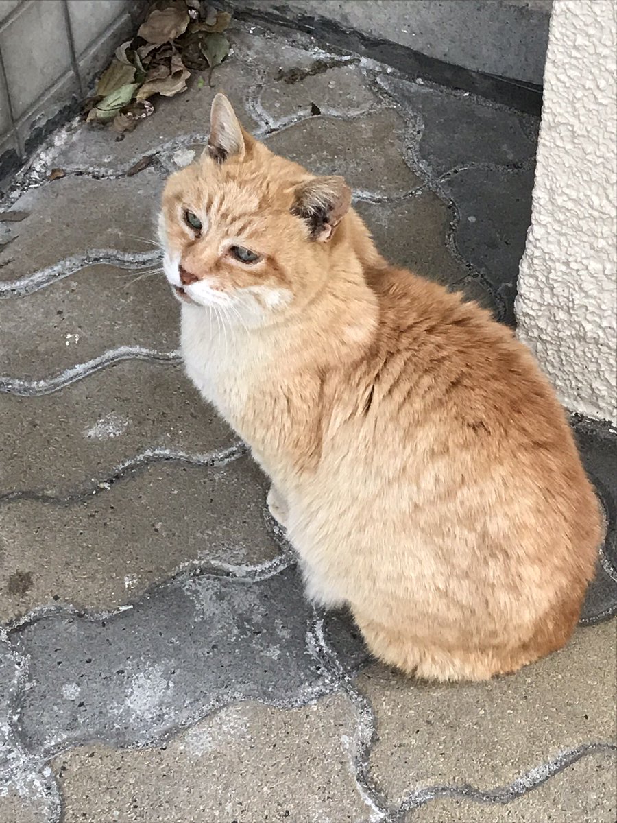 お茶猫とともに生きる会 Ochaneko Twitter お茶猫とともに生きる会 Ochaneko Twitter