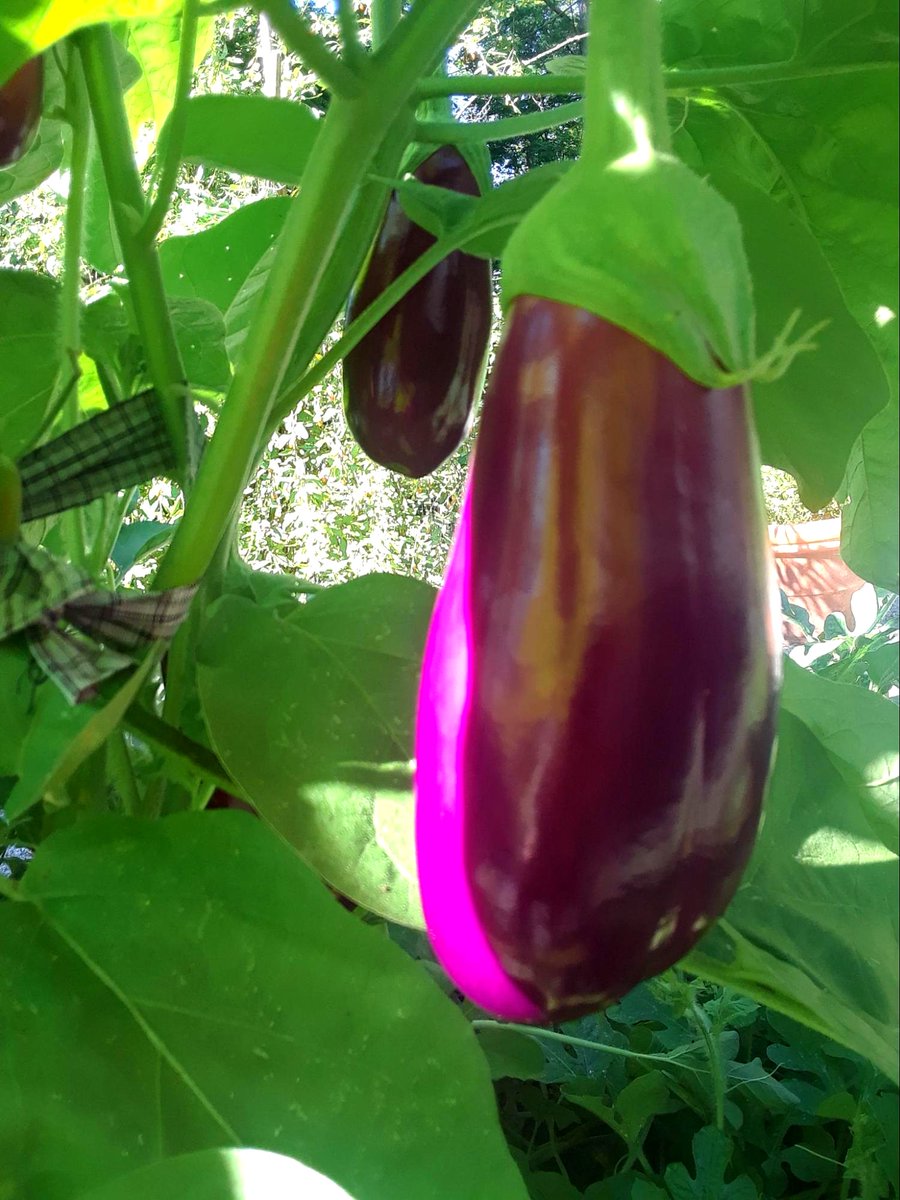 VanVleckGardens's tweet photo. Did you know that we donate produce from our edible garden to Toni's Kitchen? These beautiful and delicious Solanum melongenas (eggplants) are just one of the many veggies we love to share with our community!

#toniskitchen #giveback #communitygarden #ediblegarden https://t.co/YXWF6bvlqA