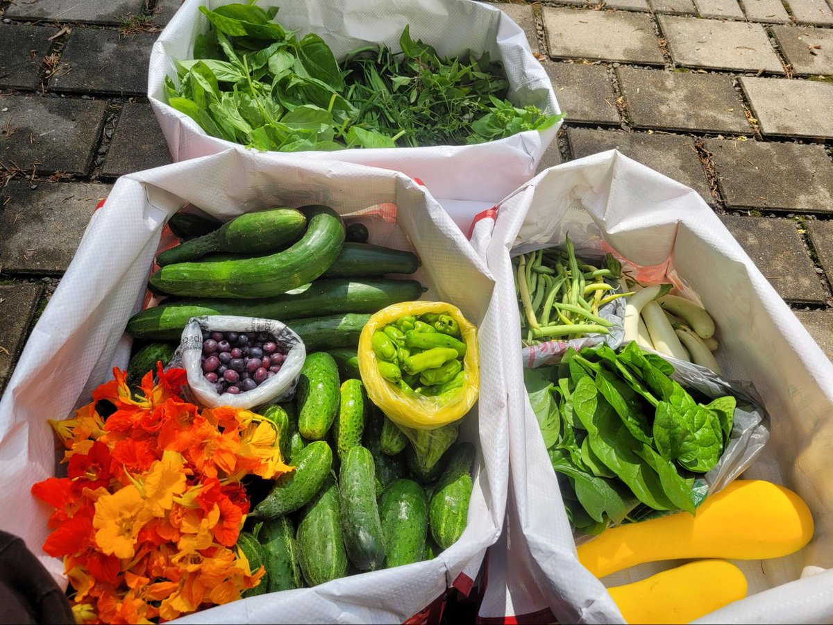 VanVleckGardens's tweet photo. Did you know that we donate produce from our edible garden to Toni's Kitchen? These beautiful and delicious Solanum melongenas (eggplants) are just one of the many veggies we love to share with our community!

#toniskitchen #giveback #communitygarden #ediblegarden https://t.co/YXWF6bvlqA