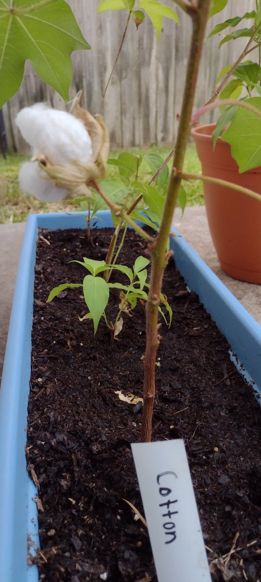 We grew our first cotton ball, so beautiful ❤️