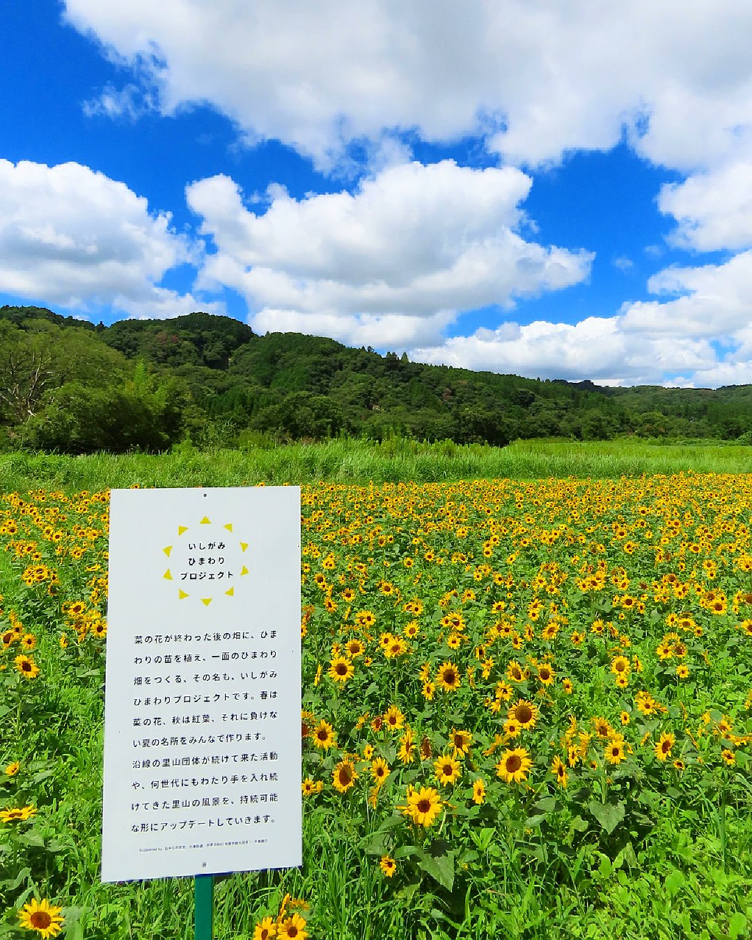 石神の菜の花 Twitter Search Twitter