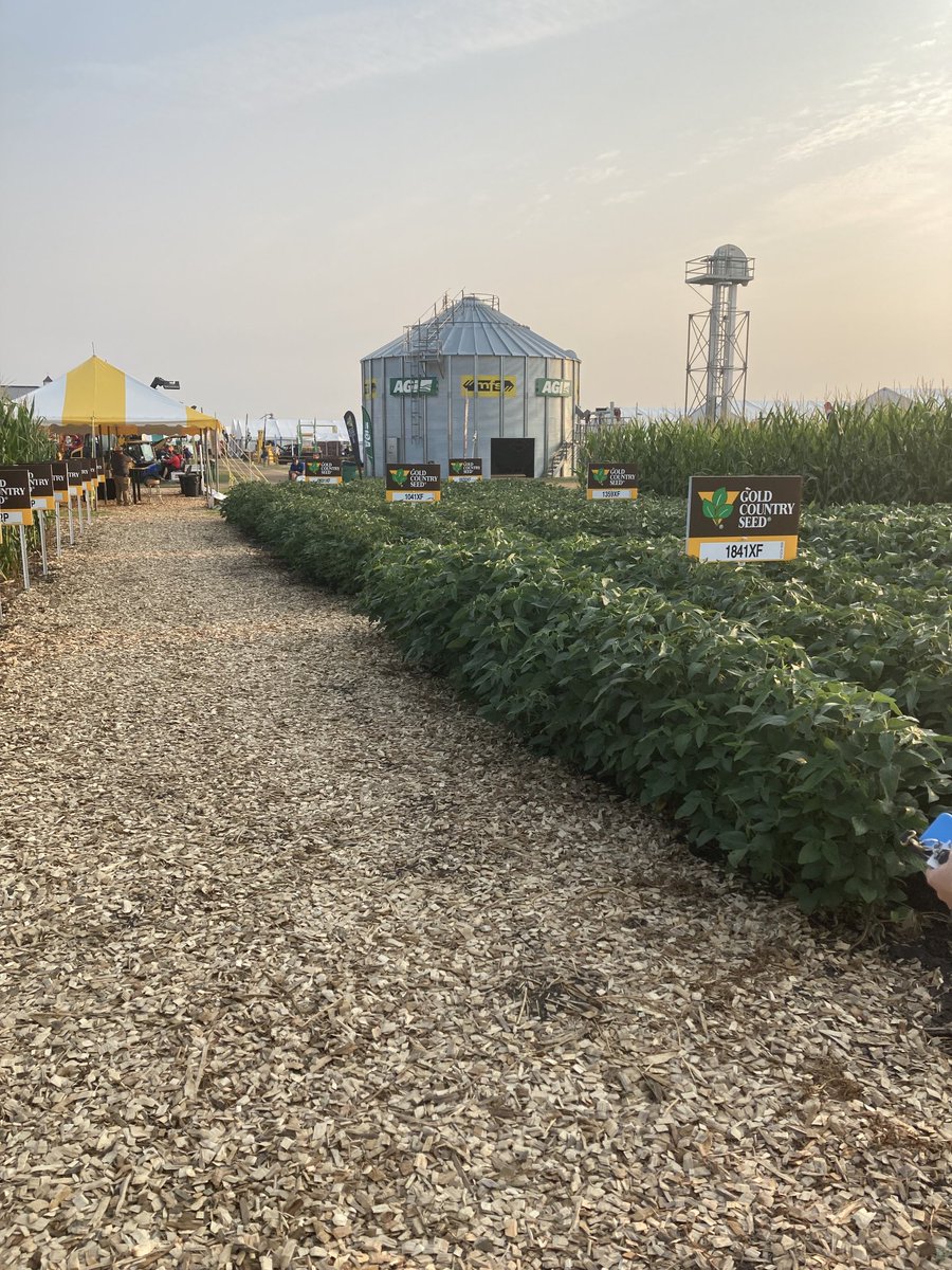 scottmanwarren's tweet photo. Welcome to FarmFest - day 2!
#madeforminnesota @goldcountryseed @JimChristenson3 @LibbyWilts @RRXtend https://t.co/i9epOq2sSb