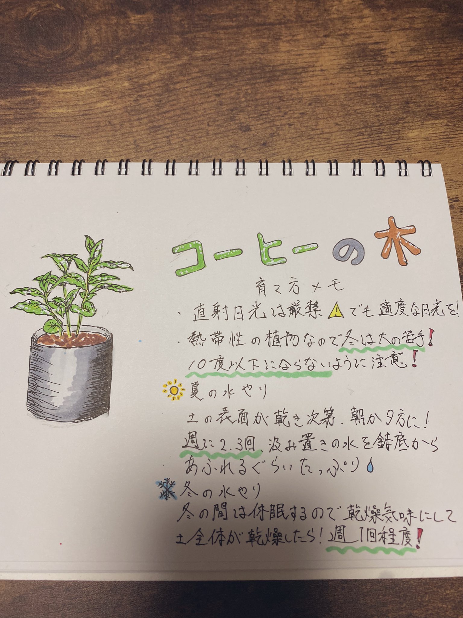 のりしお 観葉植物の育て方を 見やすくメモすることに 今日はポトスとコーヒーの木 明日また続き描こう とりあえずこれからエペます 観葉植物 ポトス コーヒーの木 コーヒーノキ イラスト コピック T Co 5lxpoawhi9 Twitter