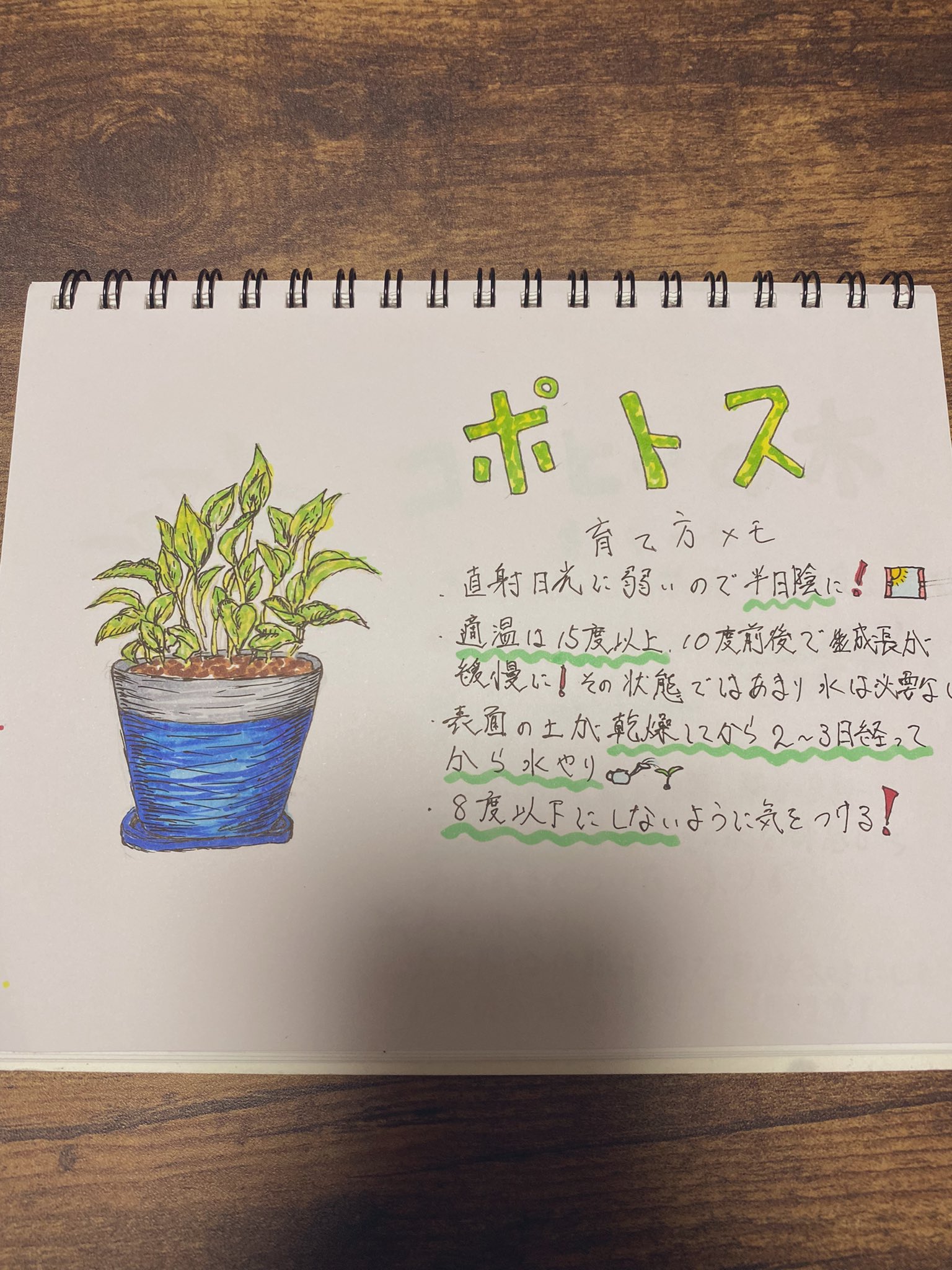 のりしお 観葉植物の育て方を 見やすくメモすることに 今日はポトスとコーヒーの木 明日また続き描こう とりあえずこれからエペます 観葉植物 ポトス コーヒーの木 コーヒーノキ イラスト コピック T Co 5lxpoawhi9 Twitter