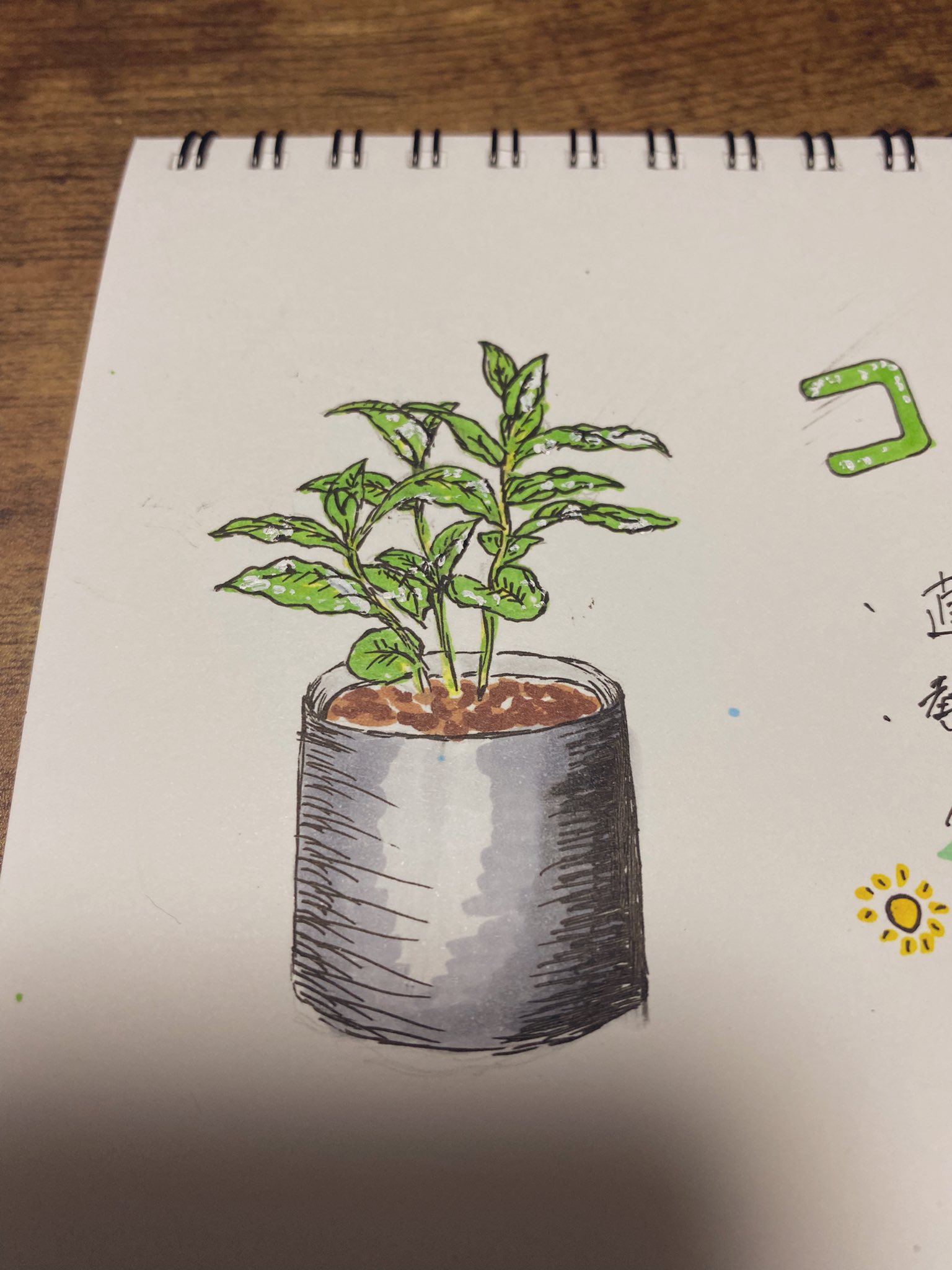 のりしお 観葉植物の育て方を 見やすくメモすることに 今日はポトスとコーヒーの木 明日また続き描こう とりあえずこれからエペます 観葉植物 ポトス コーヒーの木 コーヒーノキ イラスト コピック T Co 5lxpoawhi9 Twitter