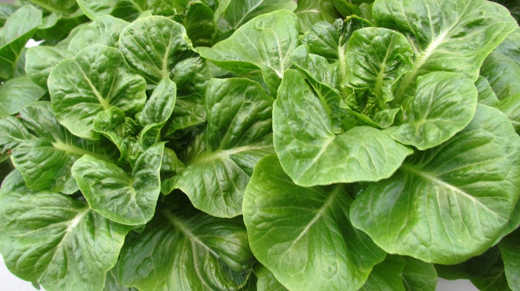 umathefarm's tweet photo. Look at our blooming romaine lettuce! 😍

These beauties will be ready for harvest this Saturday! Don't miss out--send in your reservations now 👉📩

#eatlocal #eathealthy #fresh #lettuce #romainelettuce #corallettuce #crystallettuce #redlettuce #kale #tuscankale #umathefarm #uma https://t.co/9ur5JBUspp