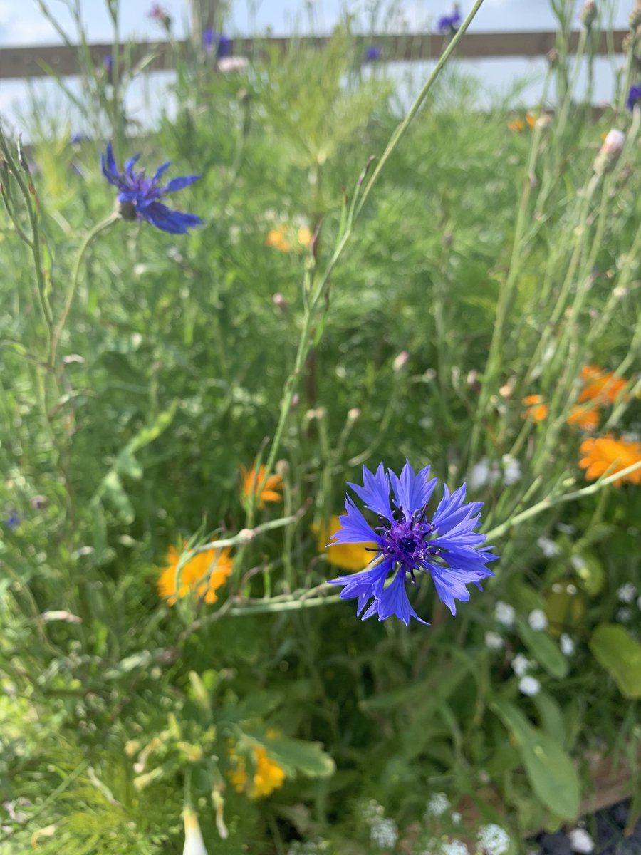 Great to see the wildflowers we planted back in Spring in full bloom, creating pollen rich habitats for our bumblebees. 🐝