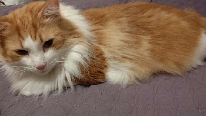 ぽっぽぽっぽ言って追いかけてくる二尺様 