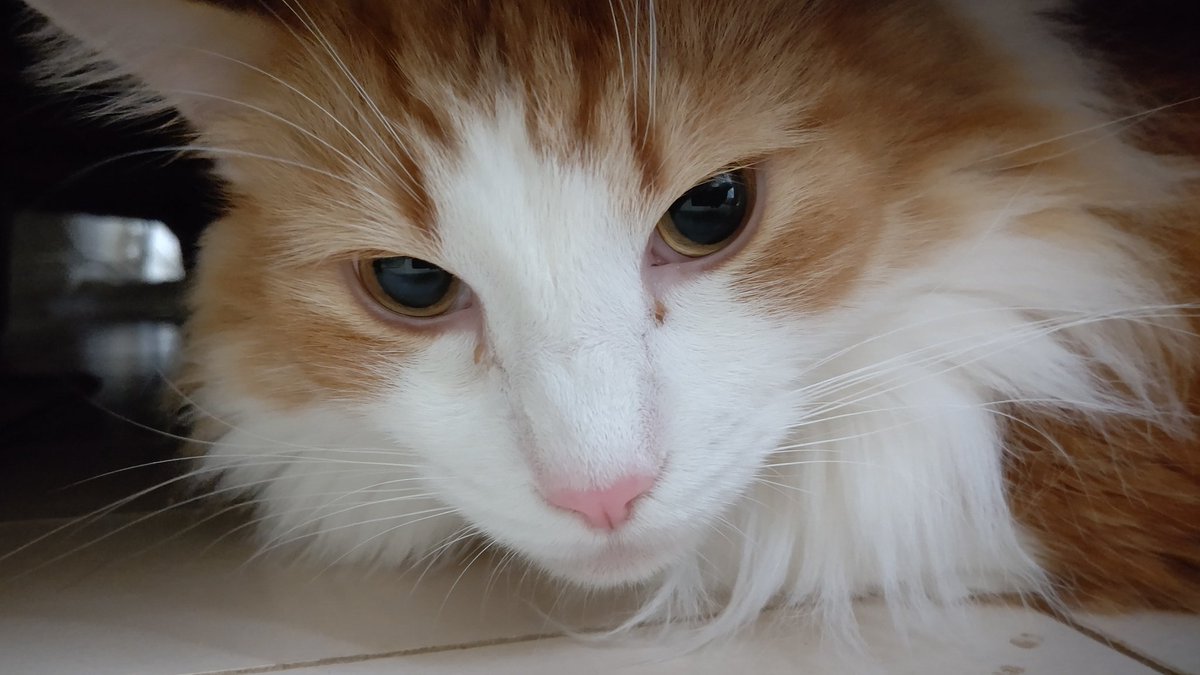 ぽっぽぽっぽ言って追いかけてくる二尺様 