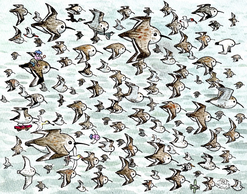 「ハマシギ(Dunlin)の群れの飛翔は、見てて飽きない。 」|富士鷹なすびのイラスト