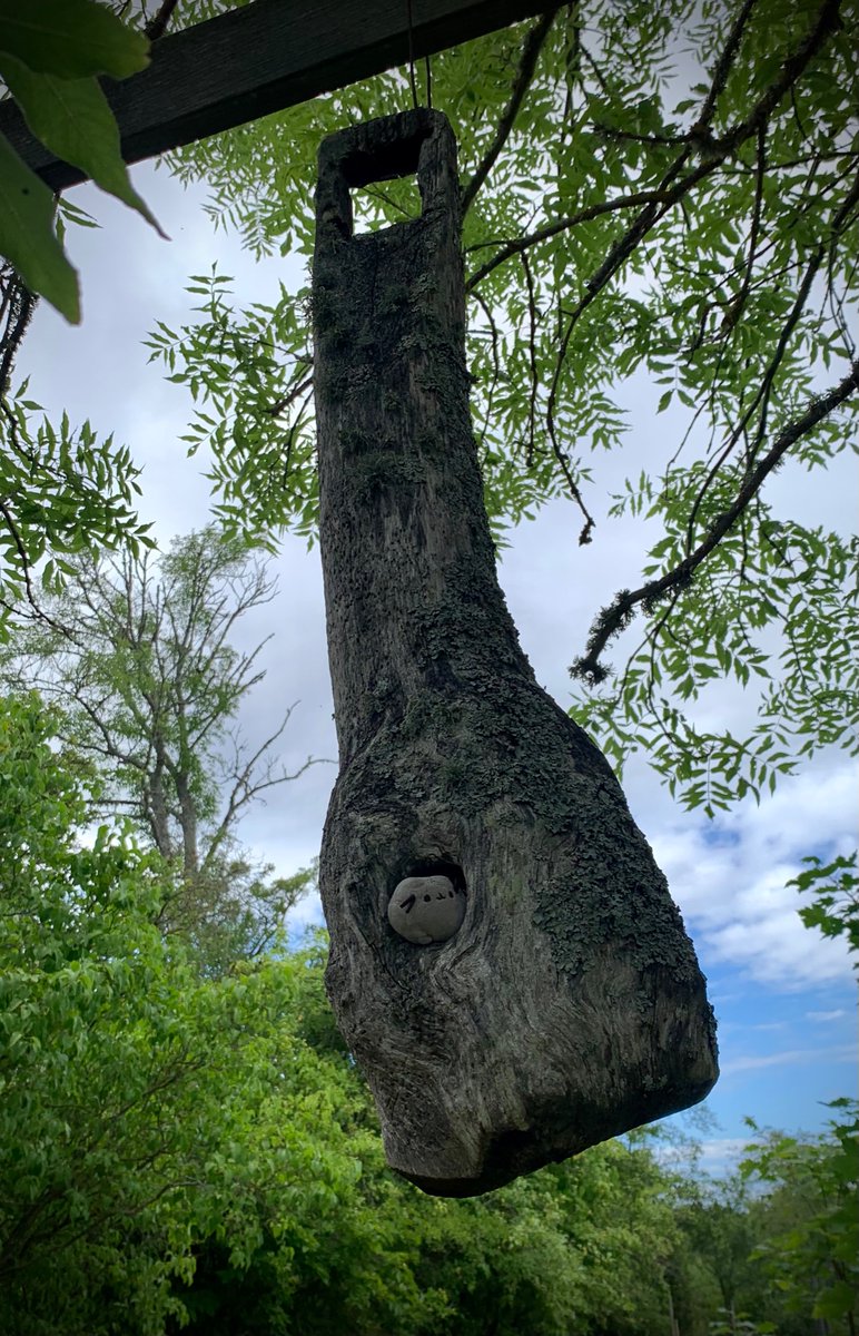 TinyPusheen's tweet photo. A flying #birdhouse! It had to be investigated!
#Pusheen #TinyCompanionPusheen #flying #birb #birdcat #catbird #cuteness https://t.co/u9oNFUcCaP