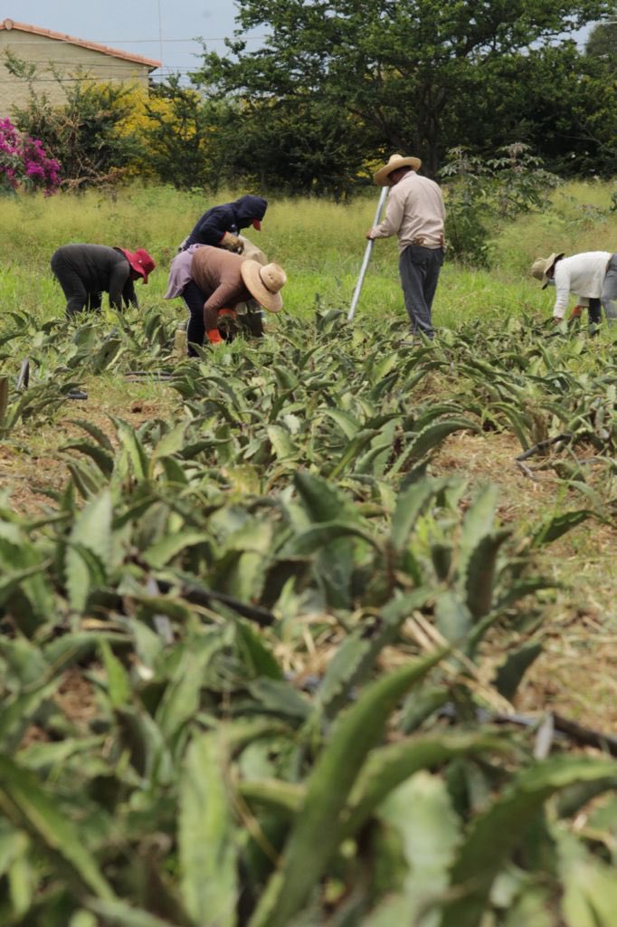 Recibo con mucho gusto al Subsrio. de @bienestarmx, Hugo Raúl Paulín Hernández y al Dir. de Programas Agroforestales, Víctor Manuel Correa, recorremos el vivero “El Tequio” y revisamos las tareas realizadas del programa @SemVidaMx que beneficia a las y los productores del estado.