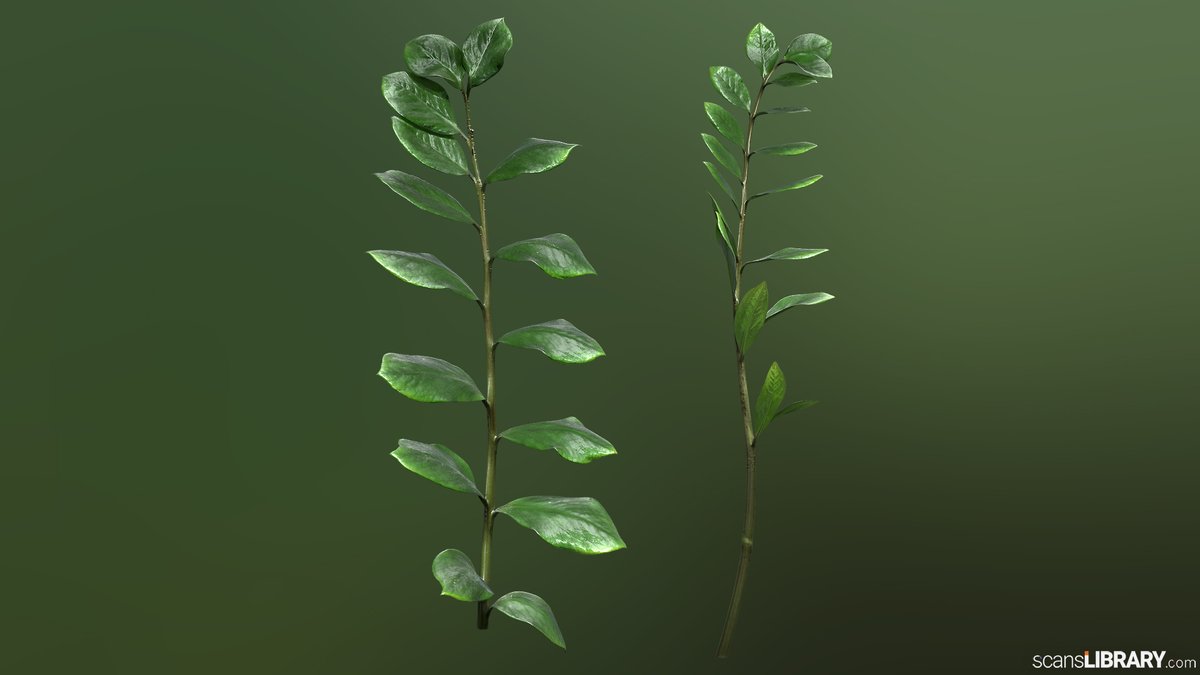 ScansLibrary's tweet photo. NEW - Zamioculcas
You can view all "Plant" scans here:
https://t.co/5aoe6ibcAt
#scanslibrary #scanning #3dmodeling #3dmaterials #3dtexture #scandata #render #photogrammetry https://t.co/rRVT9tdylF