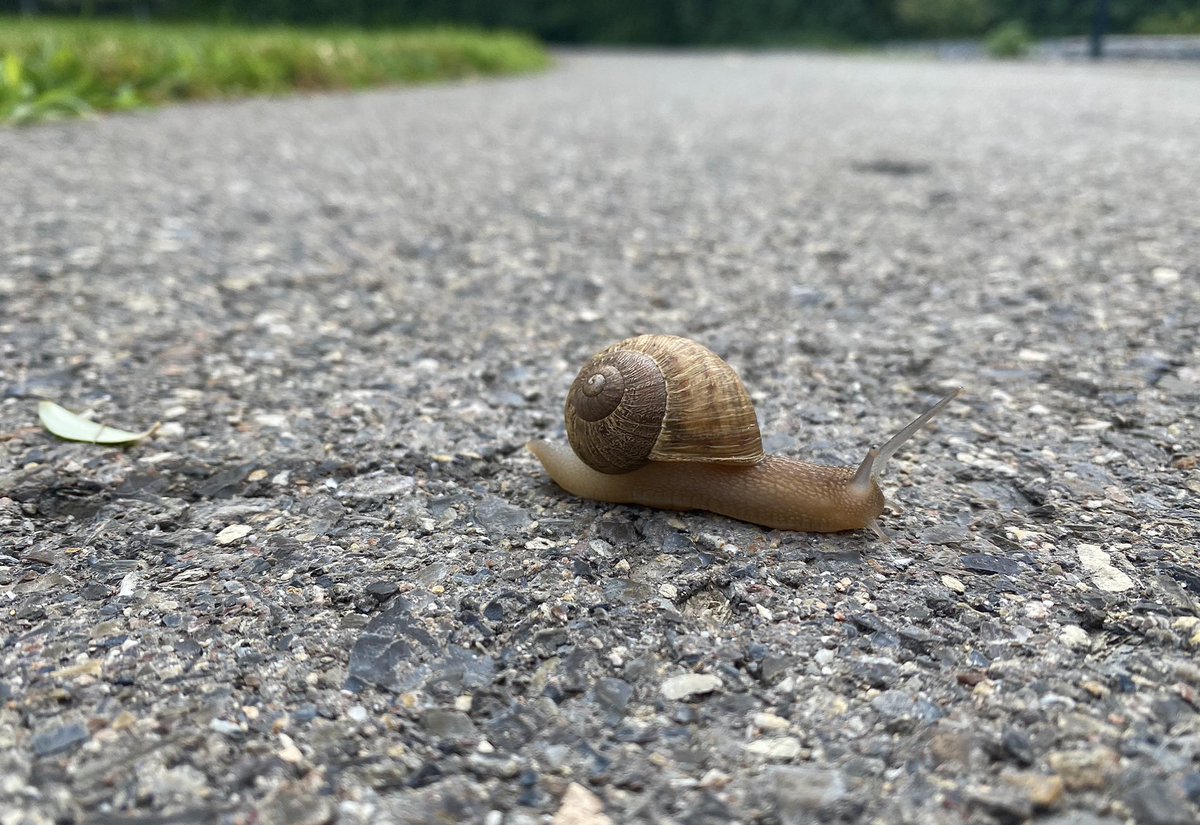 went skateboarding and made a snail friend
