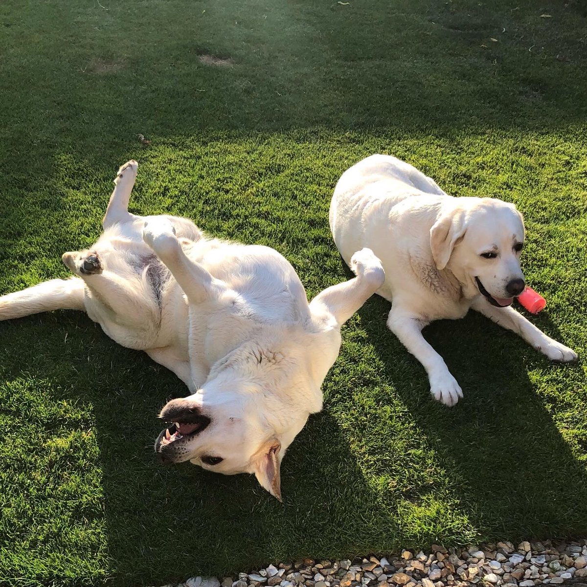 AnnGoslyn's tweet photo. Me and my brother thought we would enjoy a little bit of the evening sunshine 👍. My brother is sunning his tummy #jimjoylabradors https://t.co/2wSMkwH88p