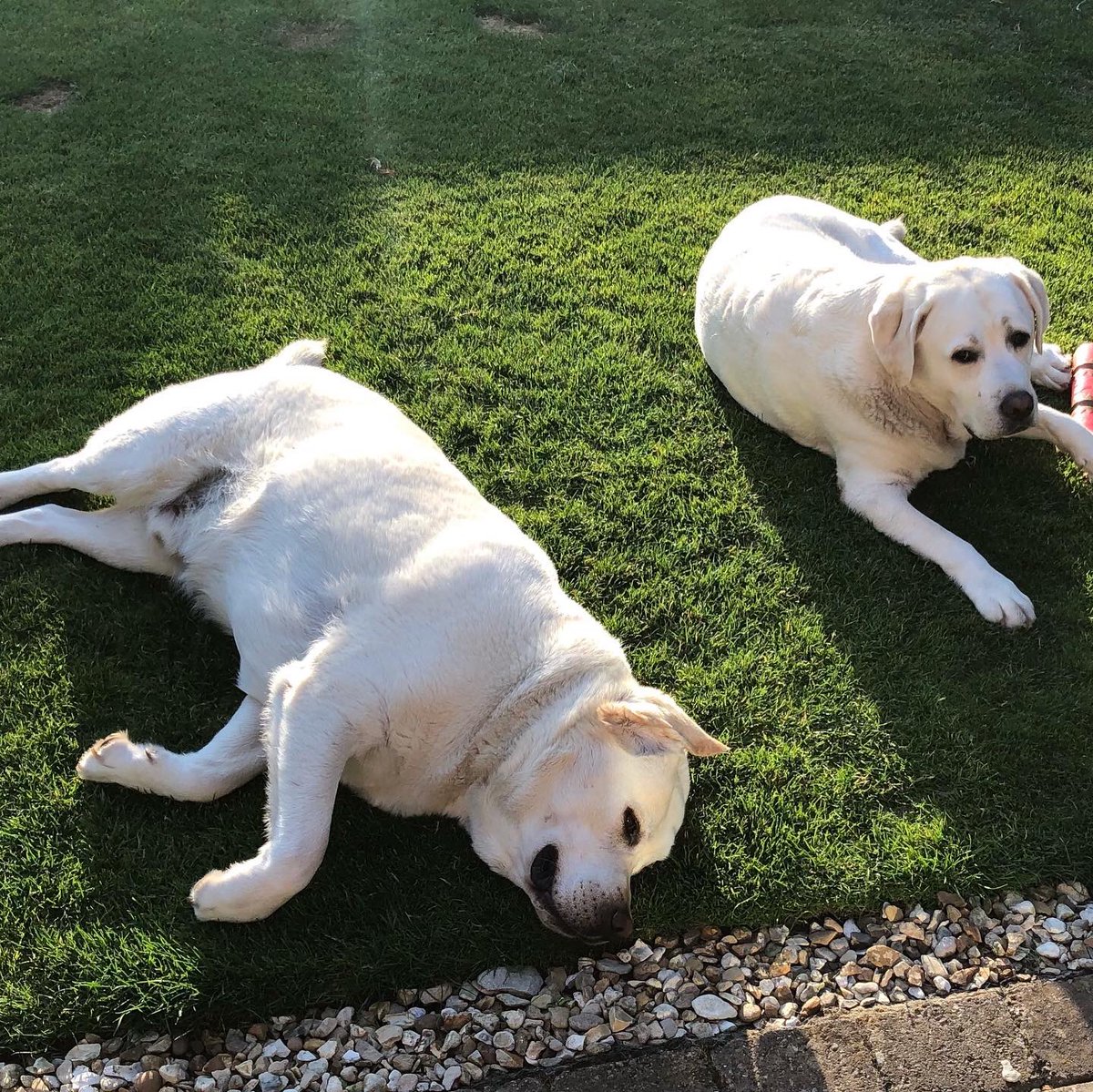 AnnGoslyn's tweet photo. Me and my brother thought we would enjoy a little bit of the evening sunshine 👍. My brother is sunning his tummy #jimjoylabradors https://t.co/2wSMkwH88p
