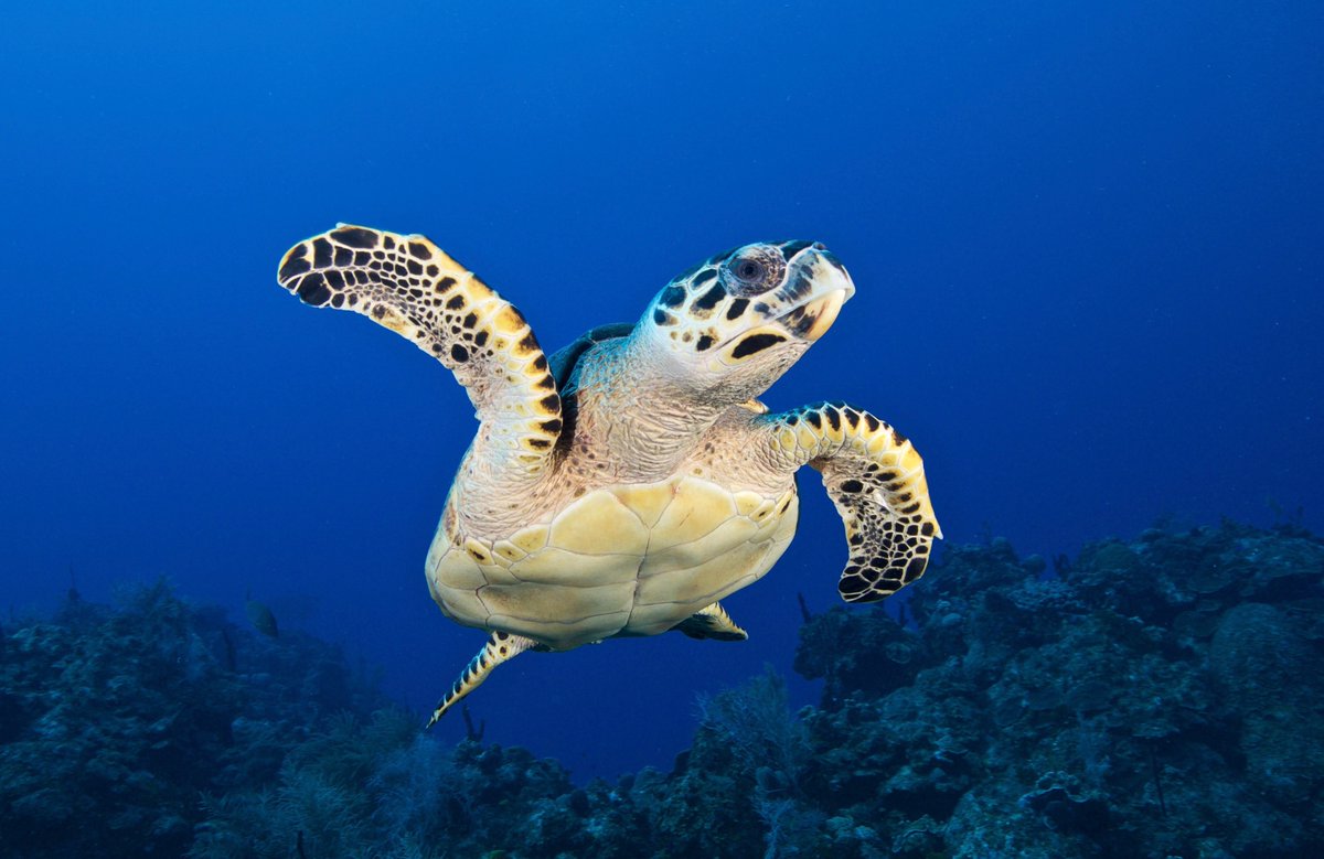 WCSocean's tweet photo. 📣 New Science: What’s killing coral reefs in Florida is also killing them in Belize.

Study of Belize Barrier Reef shows nitrogen enrichment from land-based sources (agriculture run-off and sewage) has doubled in 4 decades, killing off #coral: https://t.co/ZX13lmGBZO https://t.co/PcICJ8ReaF
