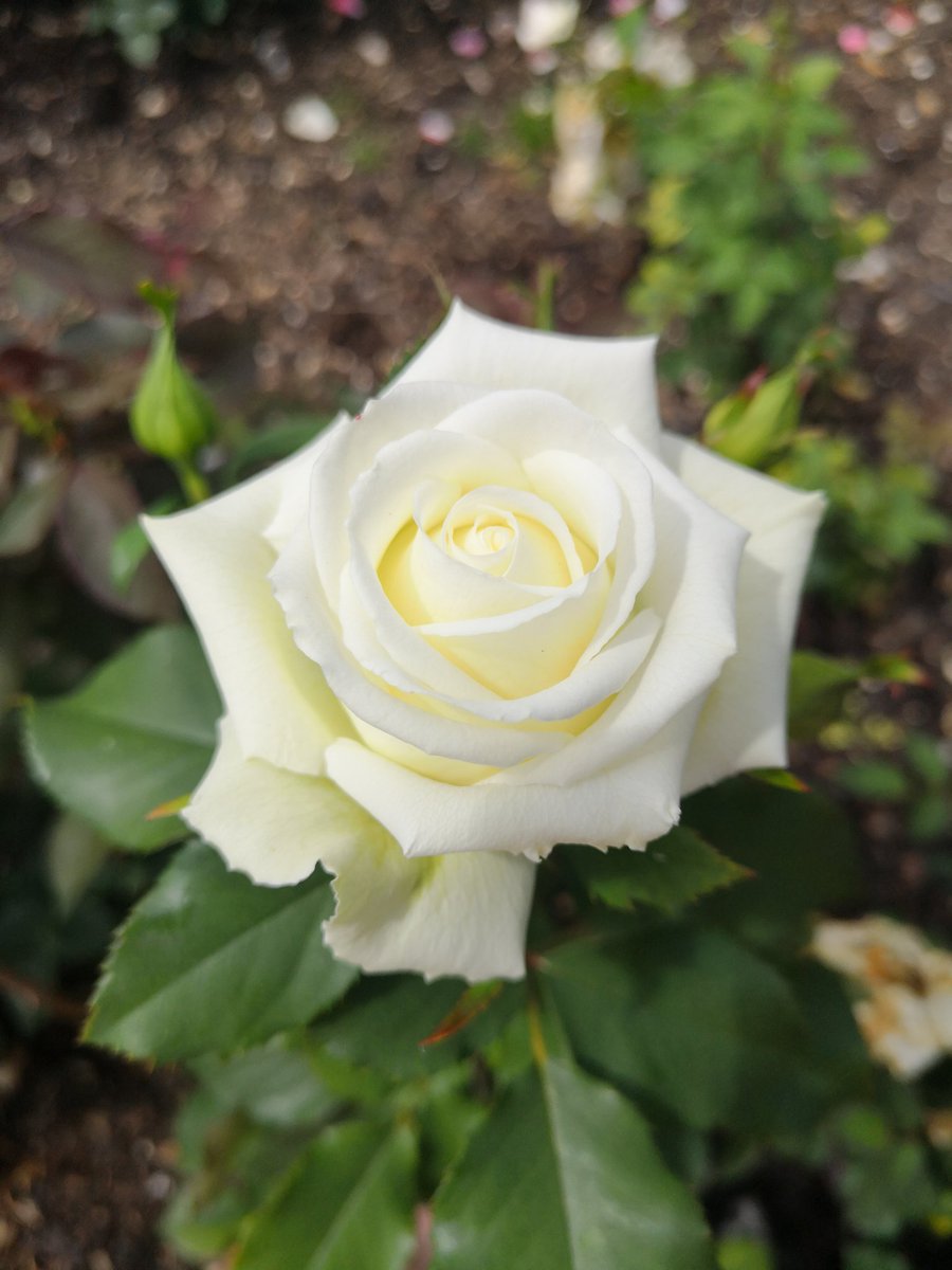 #RoseWednesday Whirlaway.. A miniflora from the 🇺🇸 a stunning white rose perfect for the show bench @Therosesociety2 @Tweedyteacup @MrsARose1 @JrRushden @AmericanRoseSoc @PZimmermanRoses #roses #whiteflowers #GardenersWorld #GardenersHour