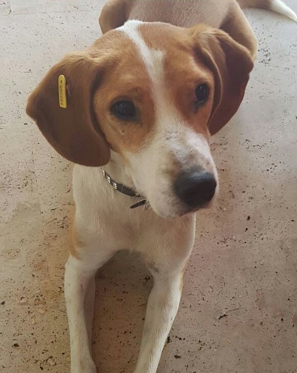 Acildir. Gündem yoğun ama görme engelli yaşlı bir can terkedilecek. Küçükken hastalanınca görme yetisini kaybetmiş ve barınağa terkedilmiş, ordan yuvalanmış. Şimdi de 4 yıllık ailesi boşandığı için ortada kalmış😔8 yaşında kısır erkek.Yuva arıyor lütfen paylaşın. 
İstanbul/Ankara