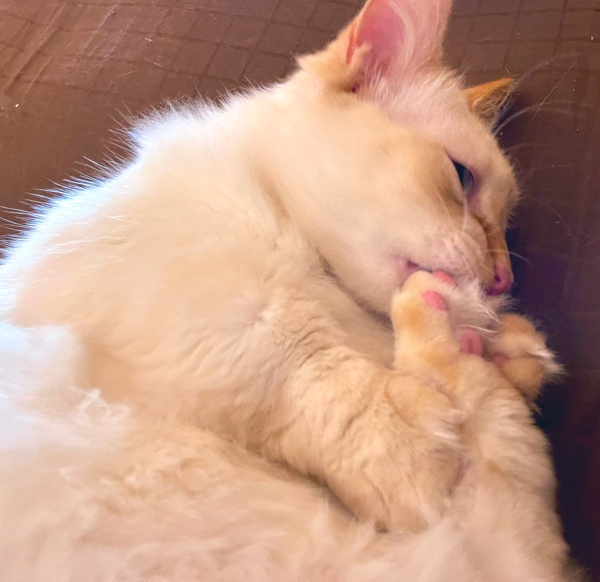 jungle_os's tweet photo. Pearl says, “Daily Toebean maintenance is very important part of grooming.
Every bean should be licked a minimum of 10 times.
The floof between your toesies should also be thoroughly inspected & groomed...” #CatLessons #wednesdaythought #toebeans #cats #CatsOfTwitter https://t.co/LrCYfxVRHh
