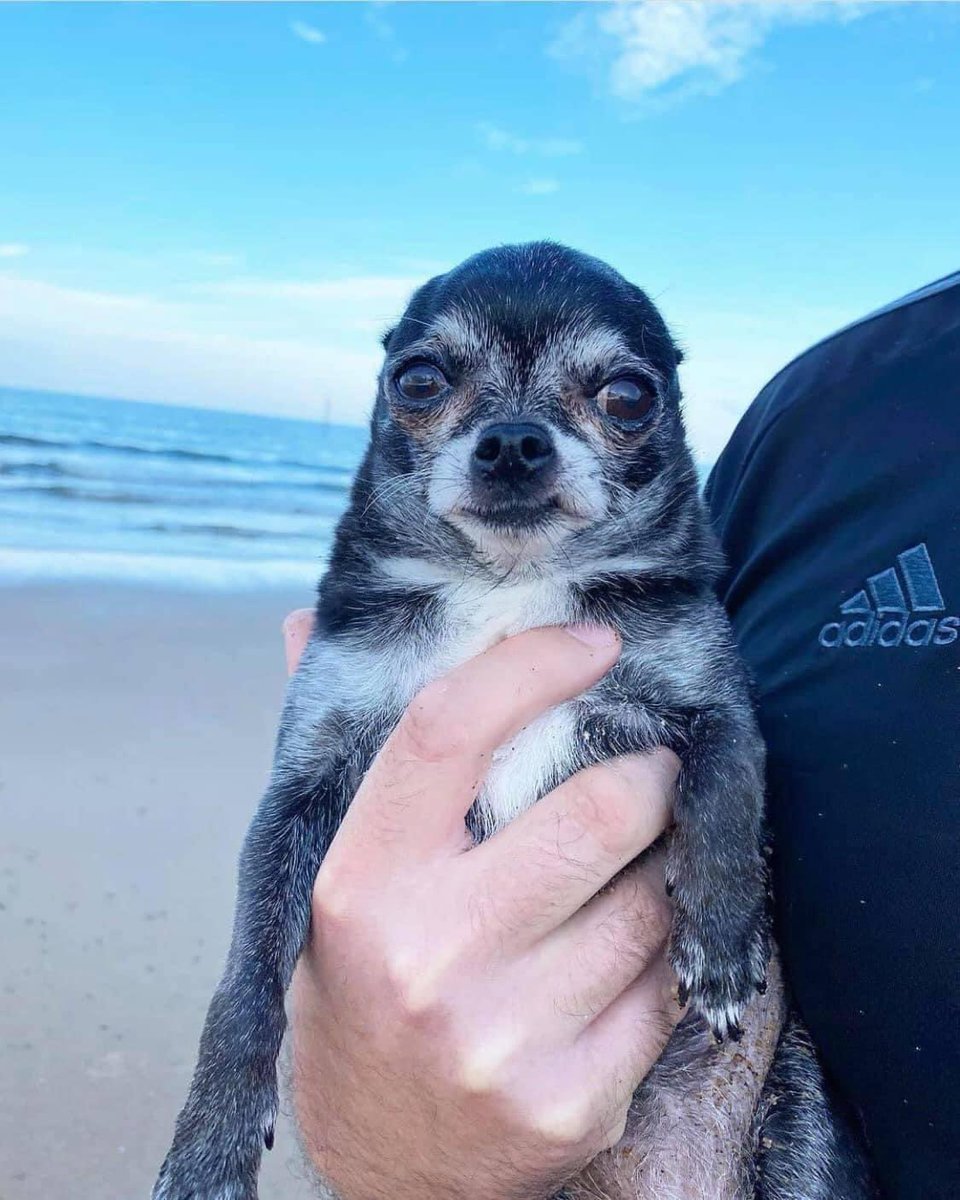SoyBvip's tweet photo. Te topaste con la foca chihuahua de la suerte 🍀 RT https://t.co/XIKvX7Hh4a