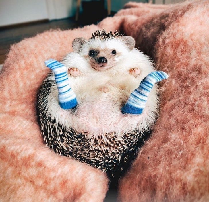 TheMissDivine's tweet photo. @MorteDivine Look at this hedgehog wearing socks. Im screm. https://t.co/XtV2NSUJ76