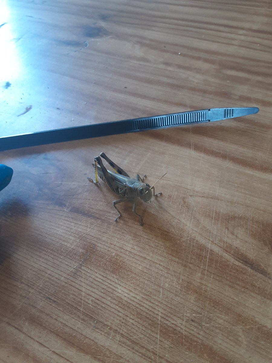 Zane Zodrow tweet media