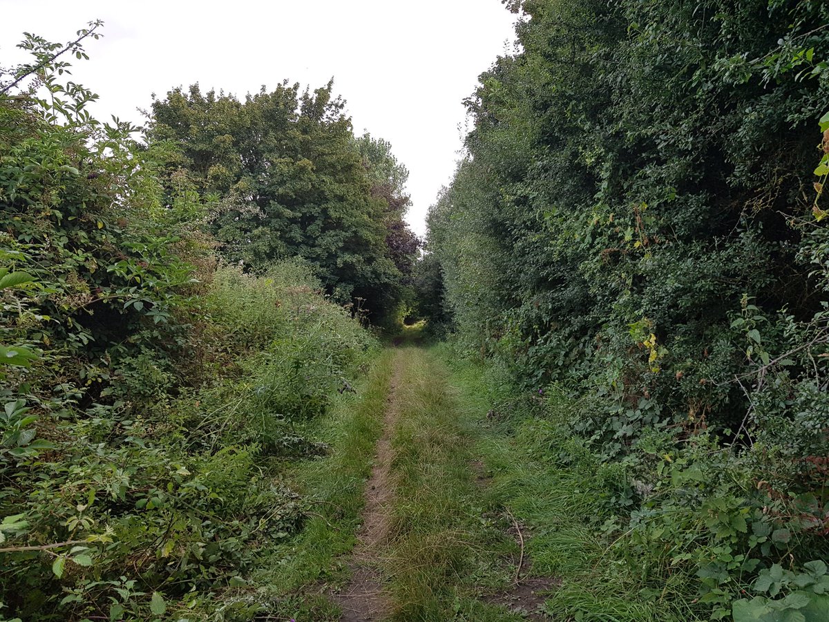 FenlandOf's tweet photo. Lovely walk up the byway and back with my dad! Let's keep our tracks grassy, our countryside there and nature thriving because that is our future 🌿🦋🌍 https://t.co/DHnFn8WXjm