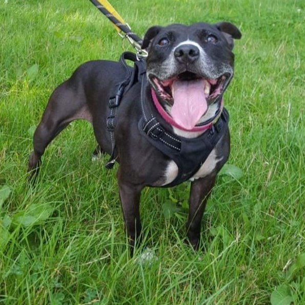 💕 Roxy 💕
Age: 9
Temperament: Sweet, gentle, very people friendly 
Dog Friendly: No
Cat Friendly: Not Tested, but owner advised has lived with cats.
Good with Children: 8 +
Favourite Toys: Tennis ball &amp; tuggy 
Roxy came to us after a relationship breakdown 😔 #seniorstaffy 🙏