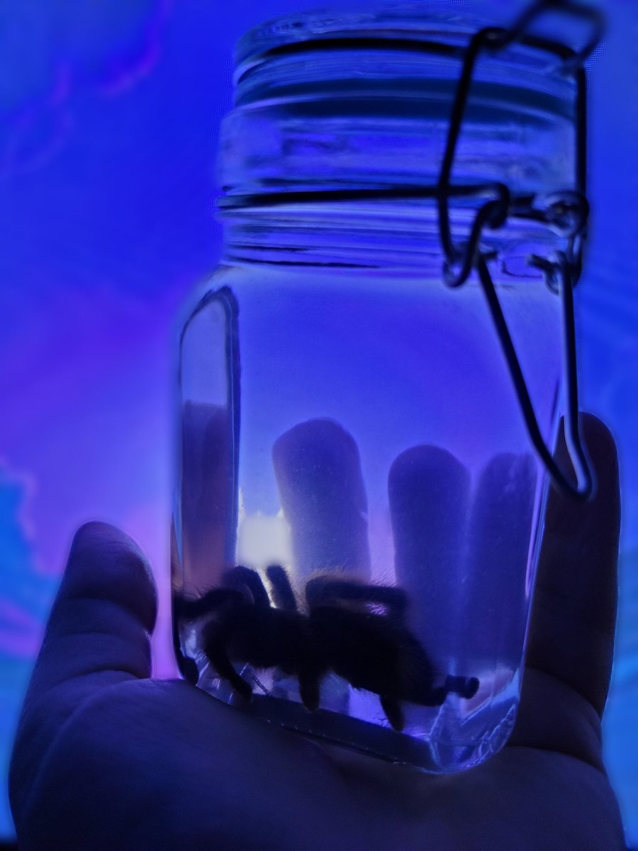 SmudgeScribbles's tweet photo. This is my 1st pink toed tarantula, she passed away about 8 or 9 years ago but is pretty well preserved.
My little kid brother at the time called her "rainbow toes" https://t.co/WlE1Vhe3M6