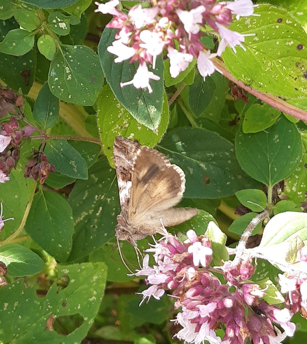 Treememories's tweet photo. #Butterflyreport
2 new species spotted on my oregano: Map butterfly (image 1) and Silver Y moth (image 2 & 3).
The map butterfly is of the second brood. The first brood looks totally different with other colours.
#Kartfjäril
#AraschniaLevana
#GammaFly
#AutographaGamma https://t.co/pFMtRYUZOd