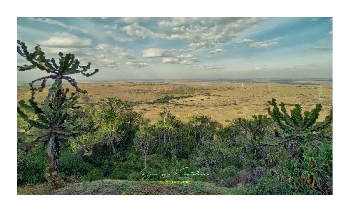 KKiptalam's tweet photo. Cliff top over a forest of #euphorbia trees and plains of #Kajiado
#Kipeto #landscapephotography #kajiadocounty #trees #savannah #kenya🇰🇪 #maasailand #travelphotography #tembeakenya🇰🇪 #beautifuldestinations https://t.co/zWaVtNKNpE